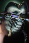 Geotrupes spiniger