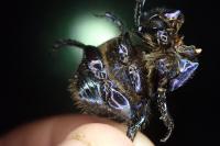 Geotrupes spiniger