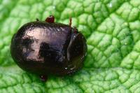 Chrysolina bankii