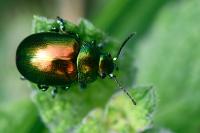 Chrysolina graminis