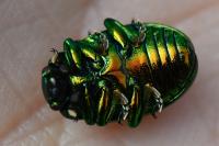 Chrysolina herbacea
