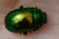 Chrysolina herbacea