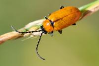 Exosoma lusitanicum
