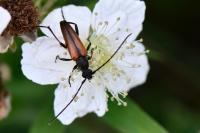 Stenurella melanura