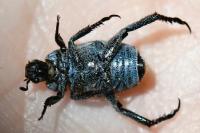 Hoplia philanthus