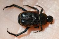 Hoplia philanthus