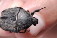 Netocia morio