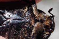 Netocia morio