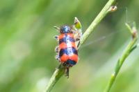 Trichodes alvearius