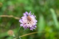 Anastrangalia sanguinolenta