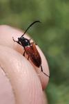 Pseudovadonia livida