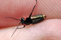 Clanoptilus elegans