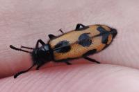 Mylabris flexuosa