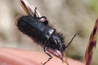 Enicopus