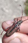 Oxymirus cursor