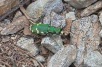 Cicindela gallica