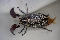 Polyphylla fullo