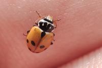 Hippodamia variegata