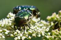 Cetonia aurata