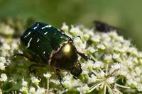 Cetonia aurata