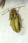 Xanthogaleruca luteola