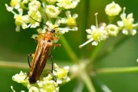 Oedemera podagrariae