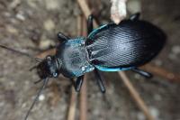 Carabus violaceus purpurascens