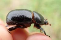 Pentodon bidens