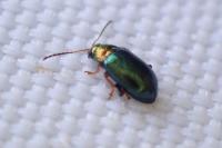 Crepidodera aurata