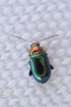 Crepidodera aurata