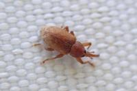 Dorytomus melanophthalmus