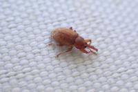 Dorytomus melanophthalmus