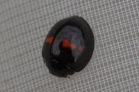 Chilocorus bipustulatus