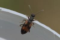 Anthicus