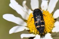 Acmaeoderella flavofasciata