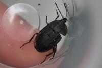 Phosphuga atrata