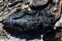 Capnodis tenebrionis