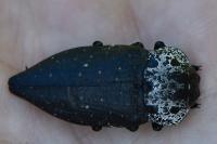 Capnodis tenebrionis