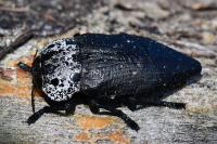 Capnodis tenebrionis