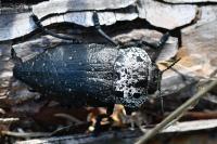 Capnodis tenebrionis