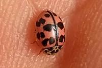 Oenopia conglobata