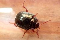 Chrysolina bankii
