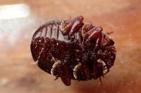 Chrysolina bankii