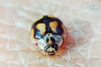 Adalia decempunctata