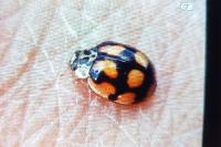 Adalia decempunctata