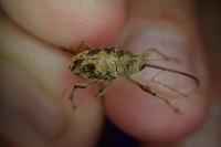Curculio elephas