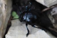 Timarcha goettingensis
