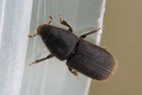 Hylurgus ligniperda