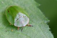 Cassida viridis