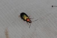 Crepidodera aurata